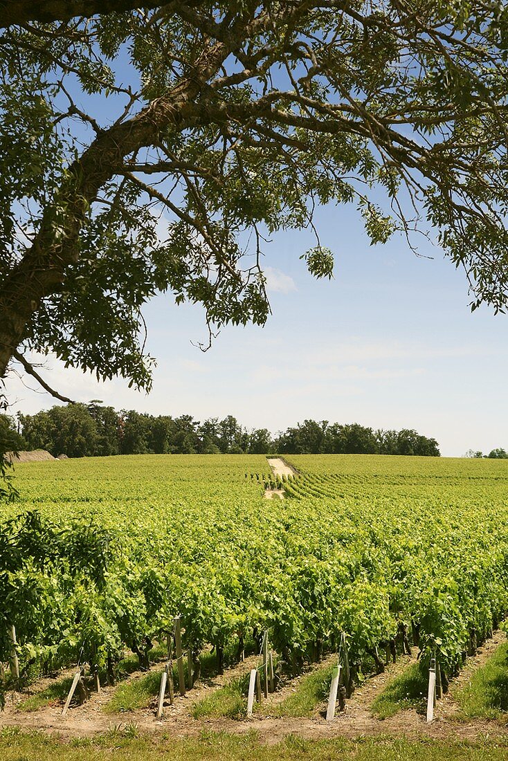 Vines for Médoc wine around St. Julien, France