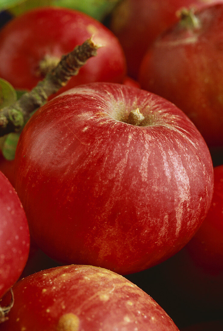 Äpfel der Sorte 'Holzapfel'