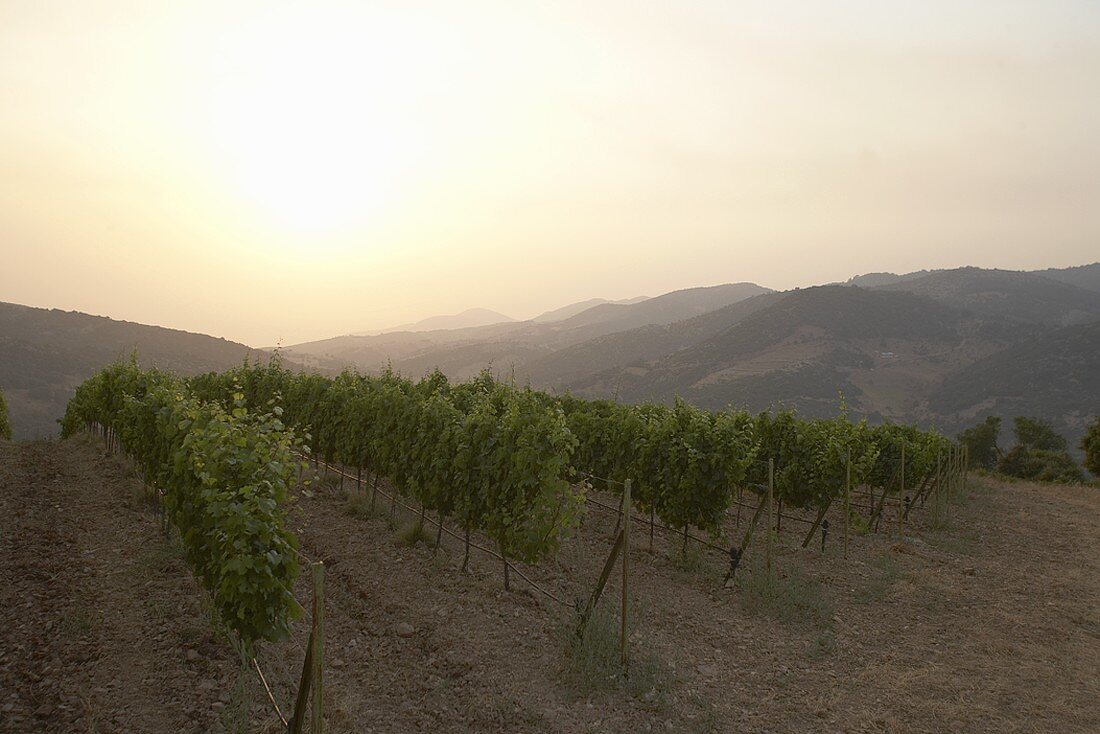 Weinbau bei Patras, Peloponnes, Griechenland
