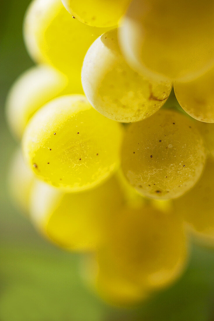 Grüne Veltliner grapes (close-up)