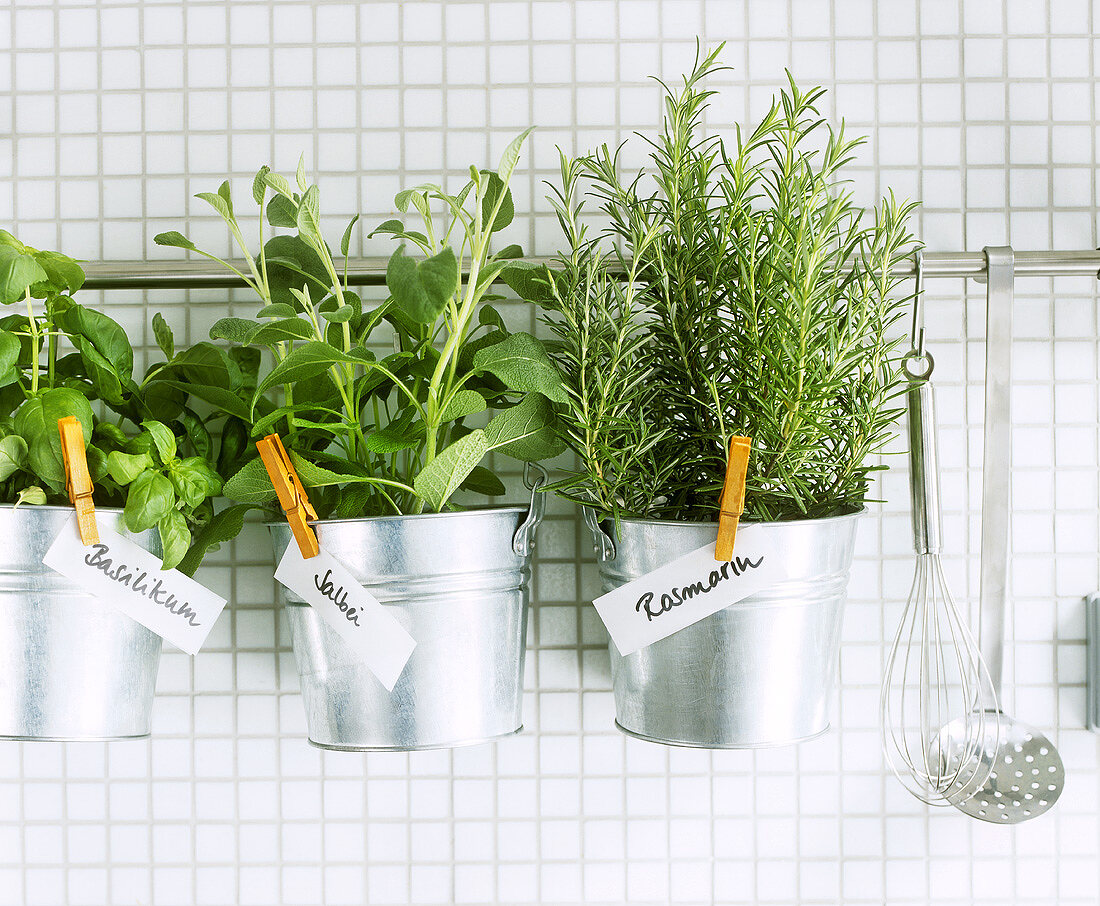 Basil, sage and rosemary