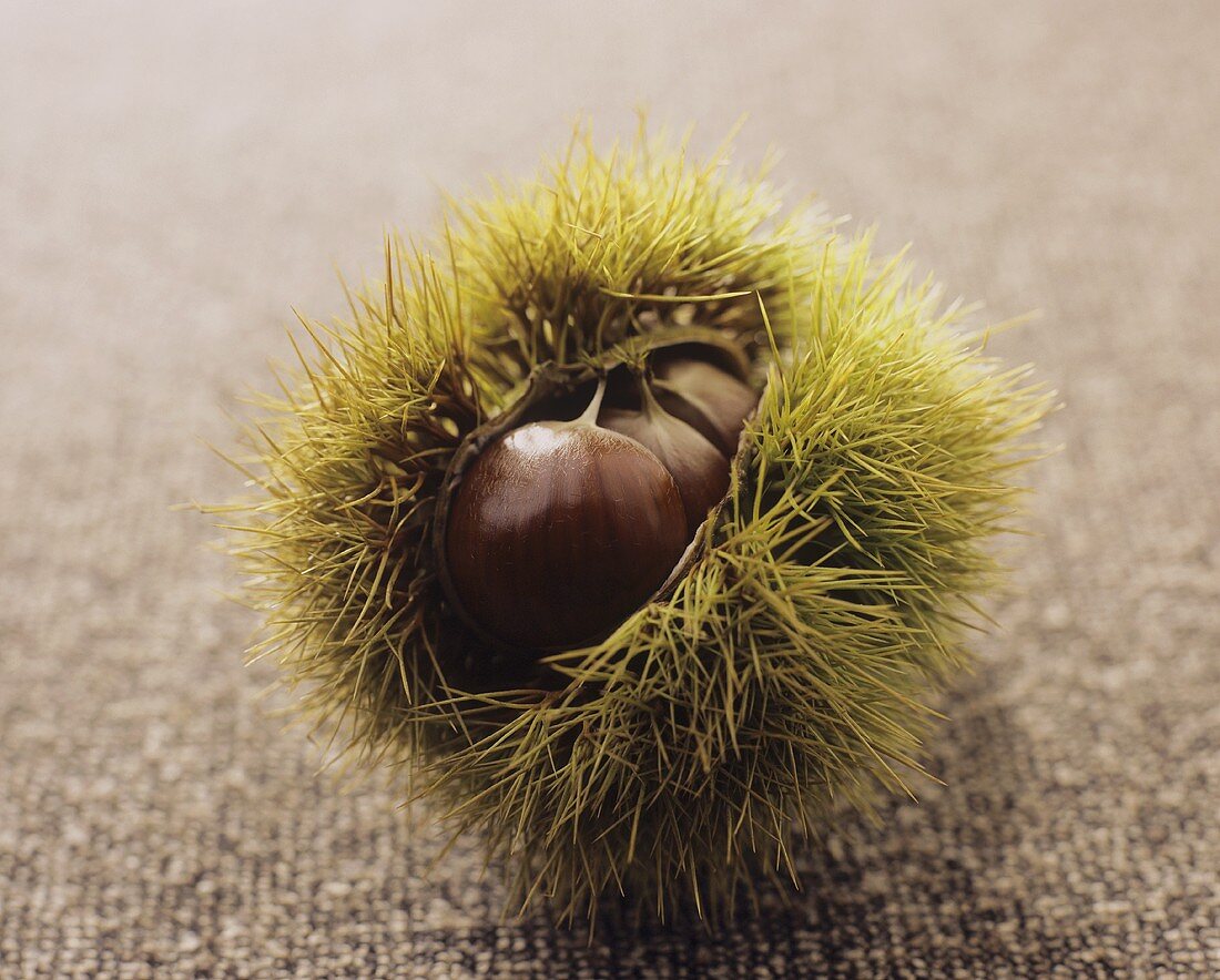 Sweet chestnuts in their prickly shell