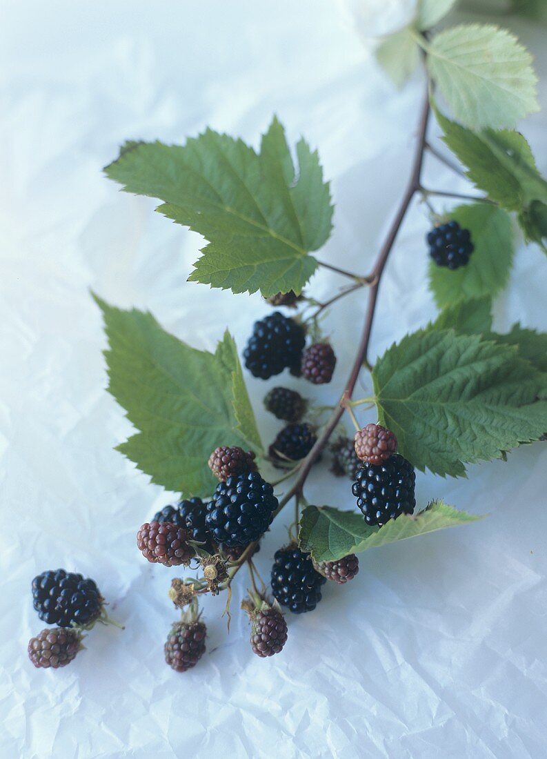 Zweig mit Brombeeren