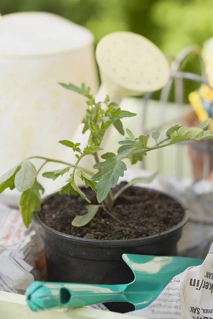 Planting a tomato plant