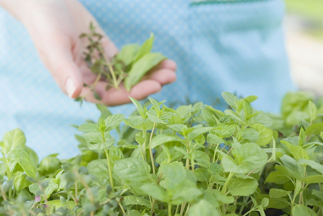 Freshly cut herbs