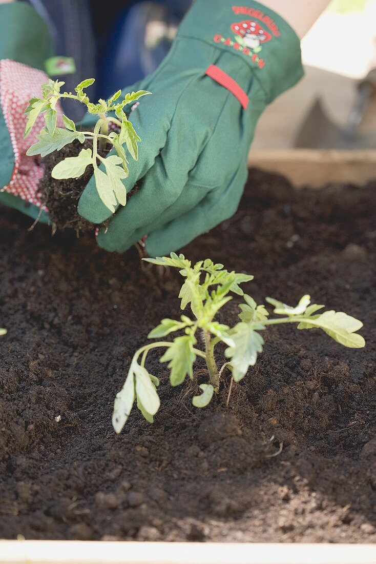 Planting a young tomato plant