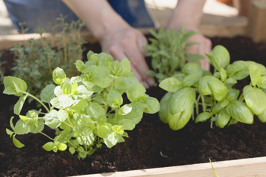 Planting herbs