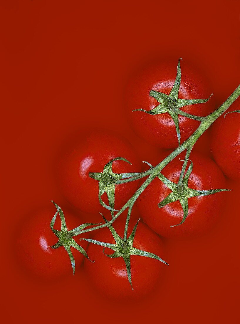Tomaten an der Rispe auf rotem Untergrund