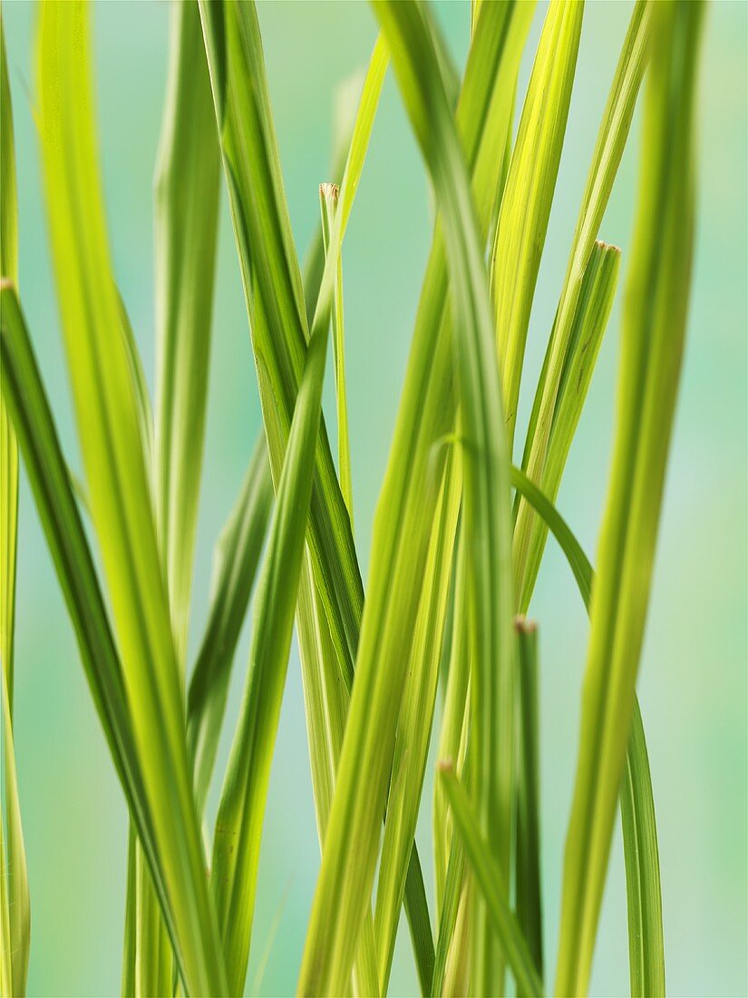 Wheatgrass