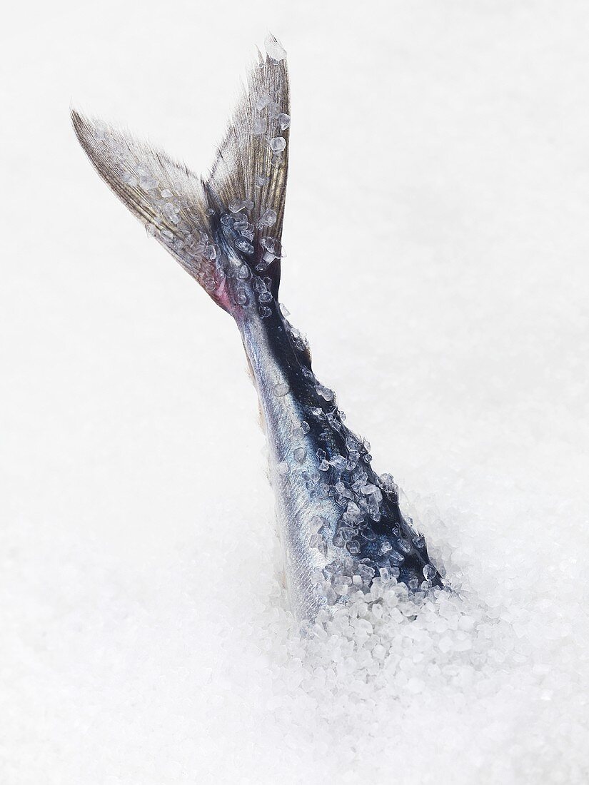 Mackerel tail sticking out of sea salt