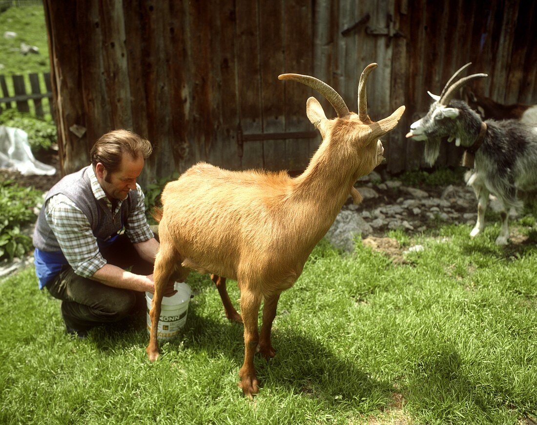 Farmer Milking a Goat