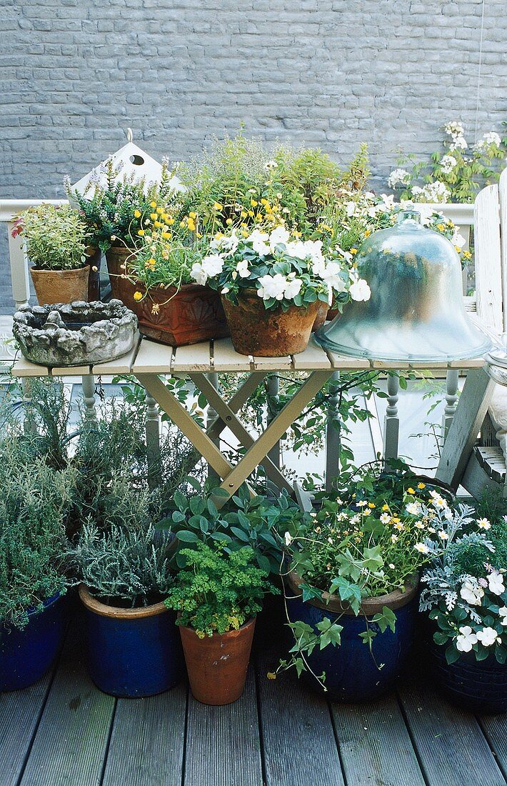 Tisch mit verschiedenen Pflanzen und Glasglocke