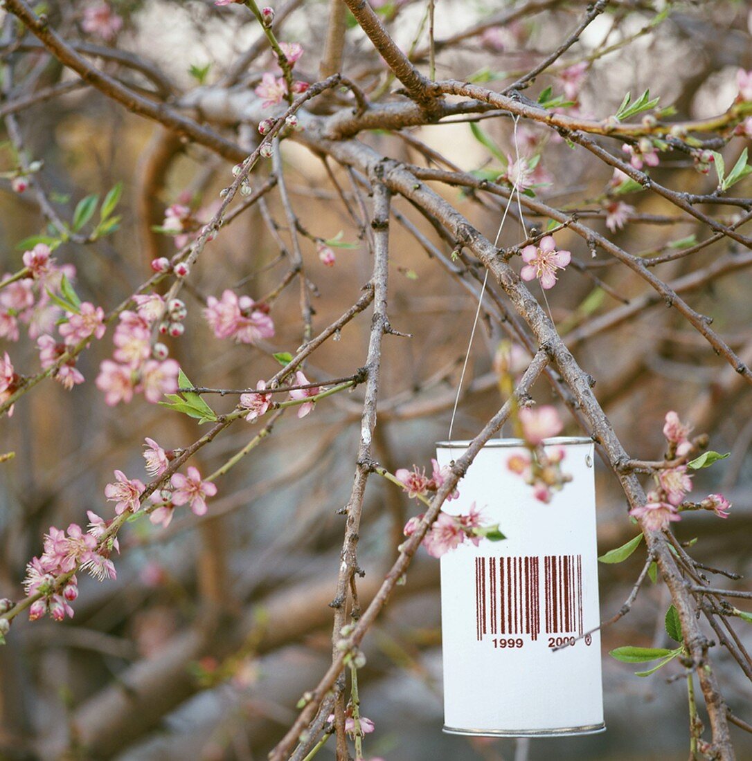 Lantern hanging in tree