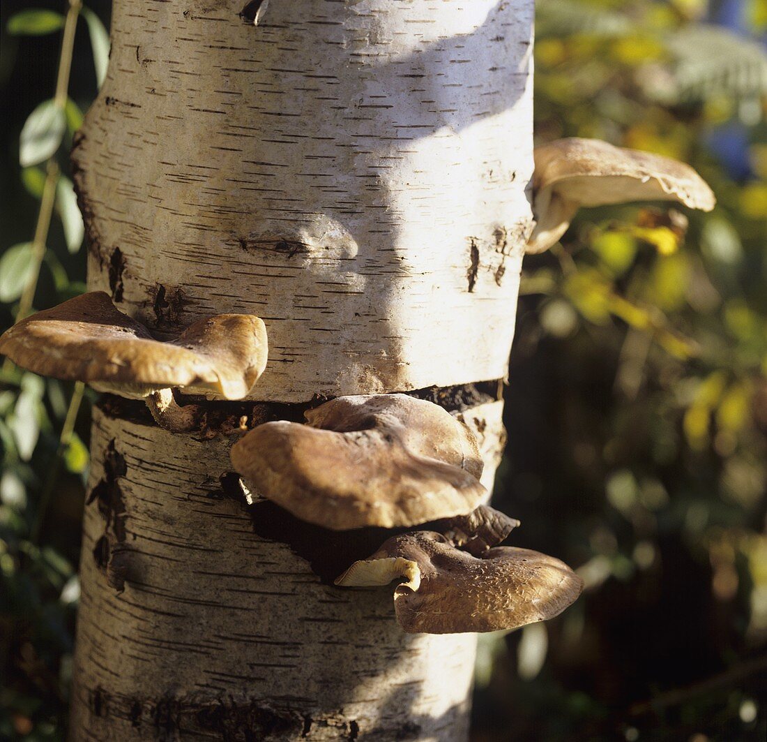 Shiitake mushrooms on the trunk of a birch tree