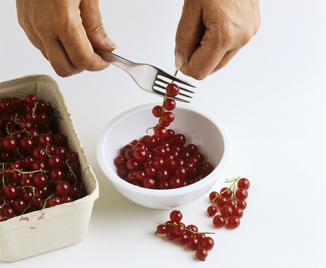 Johannisbeeren mit einer Gabel von der Rispe streifen