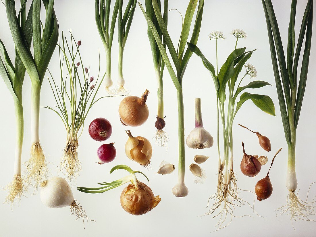 Various types of onions against white background