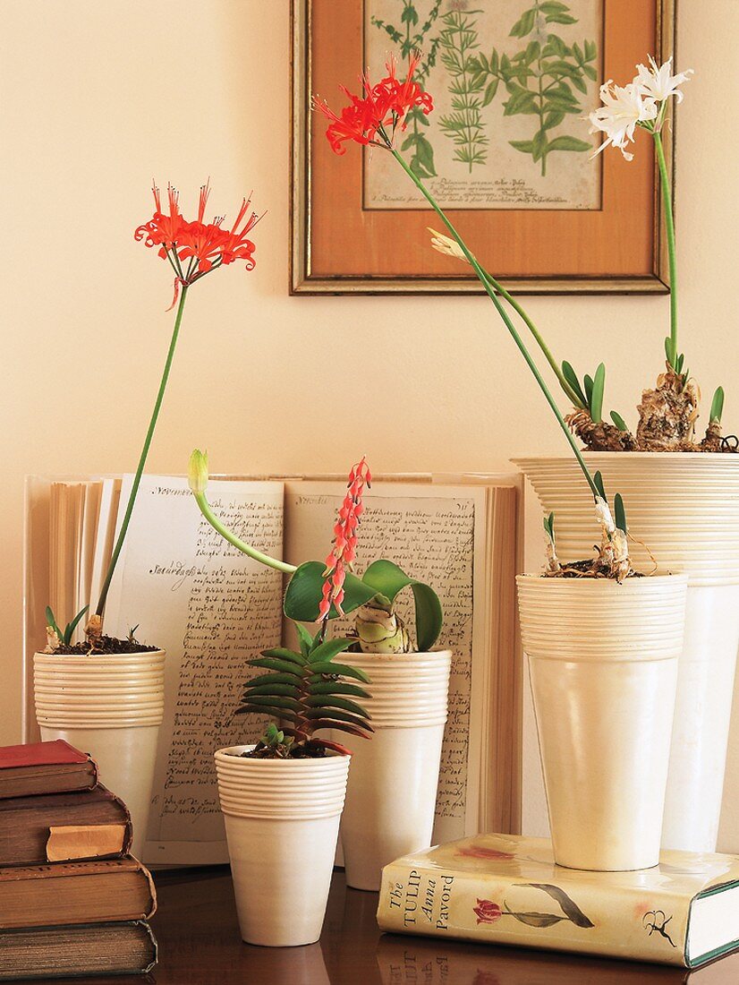 Still-life arrangement with various potted plants