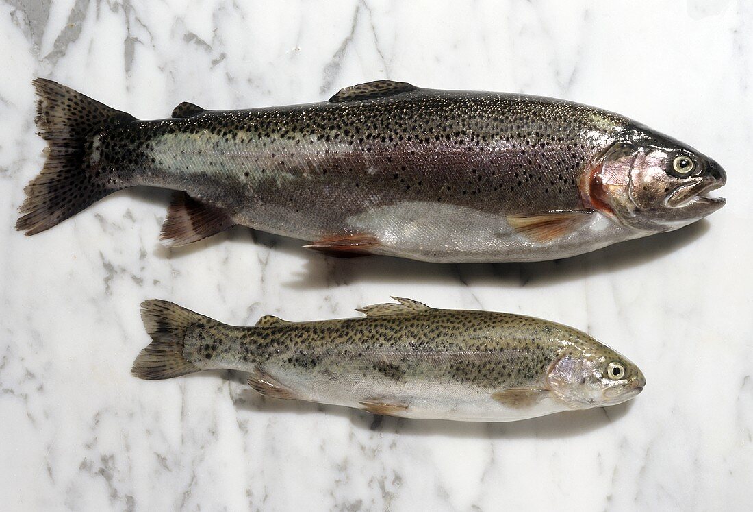 Sea Trout & Rainbow Trout