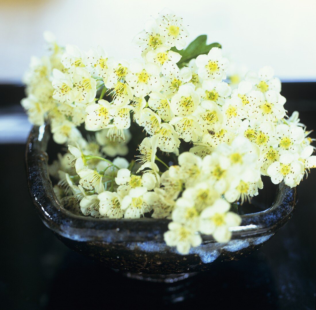 Zweig mit weissen Blüten in Schale