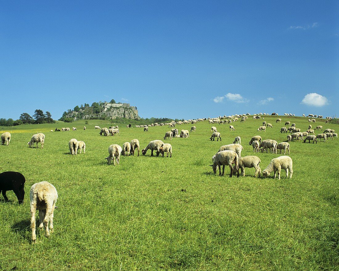 Flock of sheep in a pasture