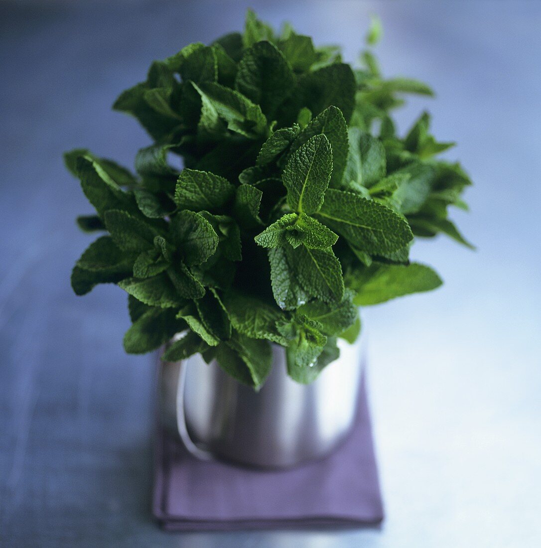 A bunch of fresh mint in a stainless steel pot