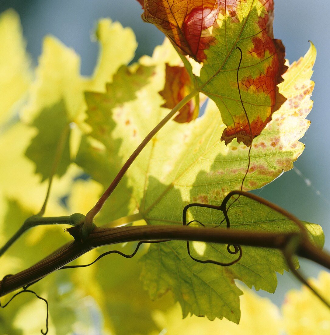 Weinlaub