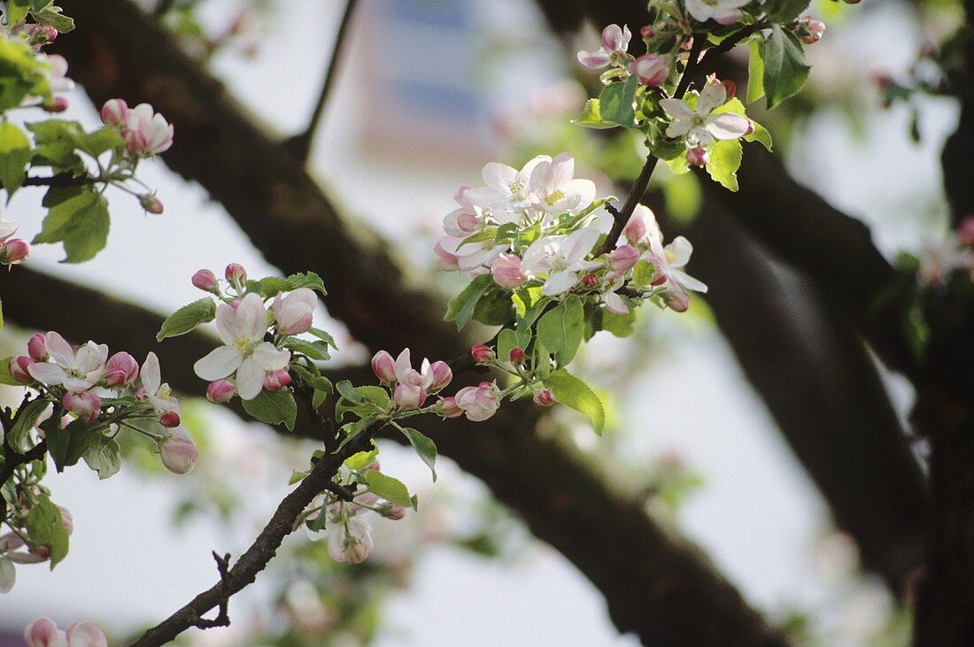 Apple blossom on the tree