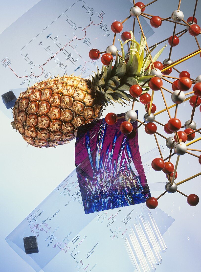 Symbolbild für Enzyme mit Ananas, Molekülen & Formeln