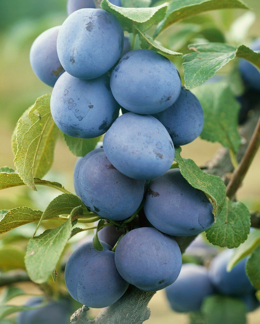 Plums on the branch