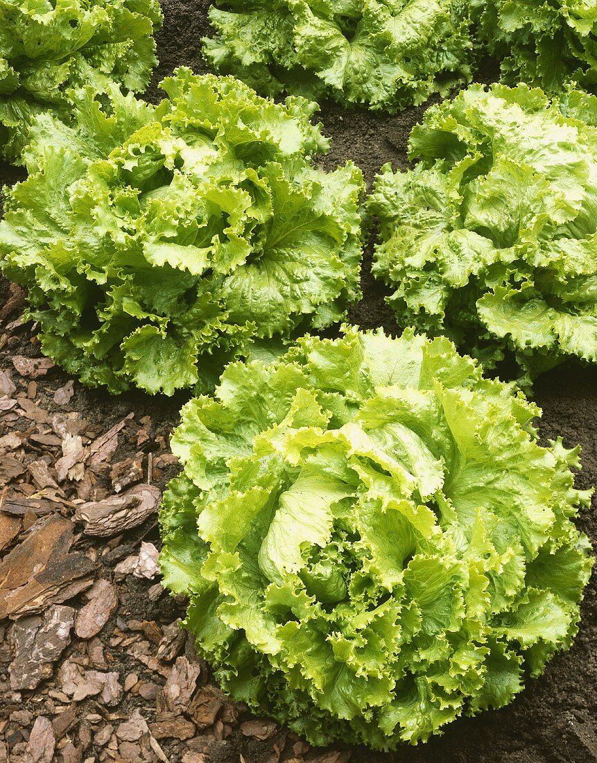 Batavia lettuce in salad bed