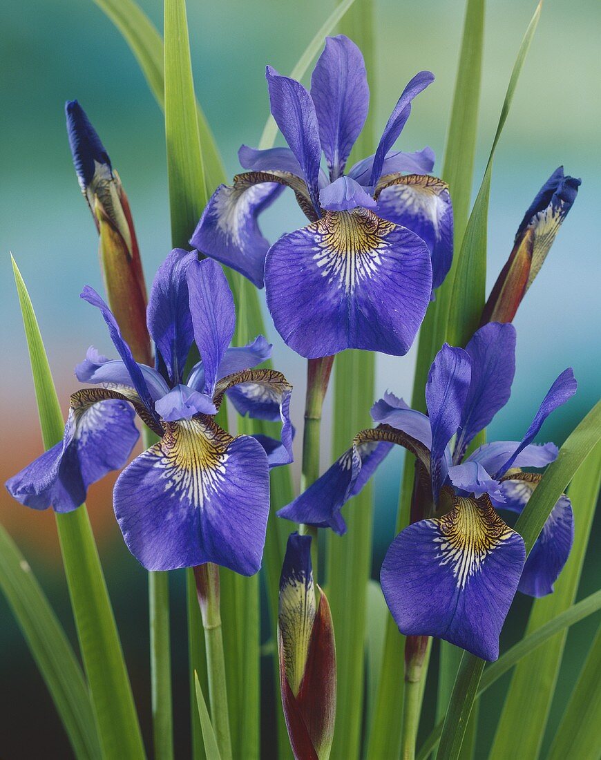 Siberian iris (Iris sibirica)