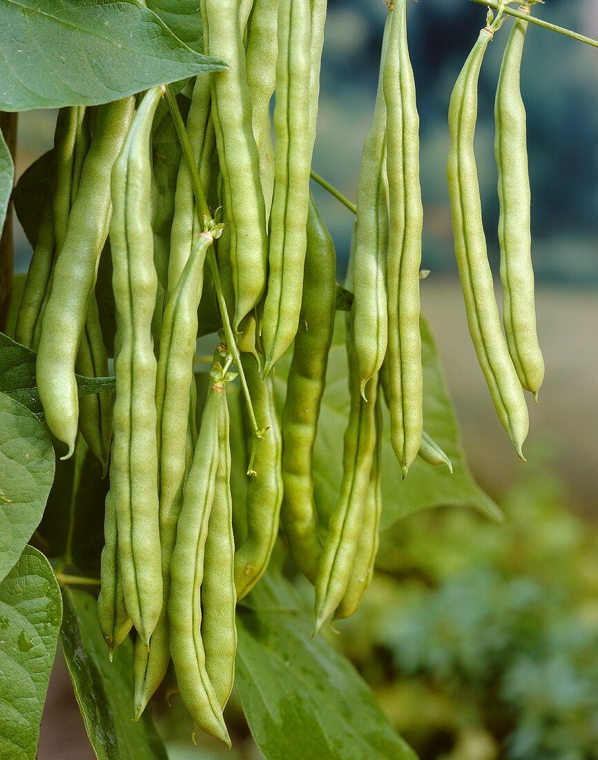 Pole beans, variety 'Bertina'