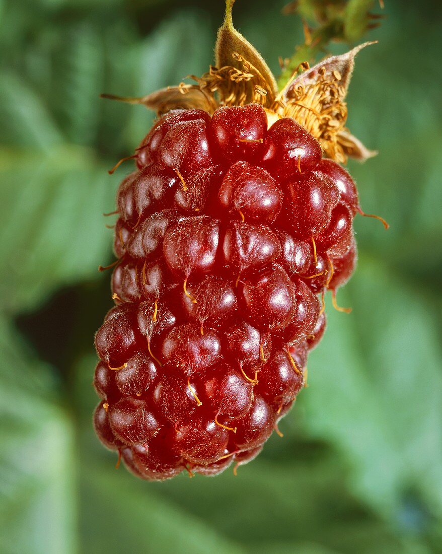 A Tayberry (cross between raspberry and blackberry)
