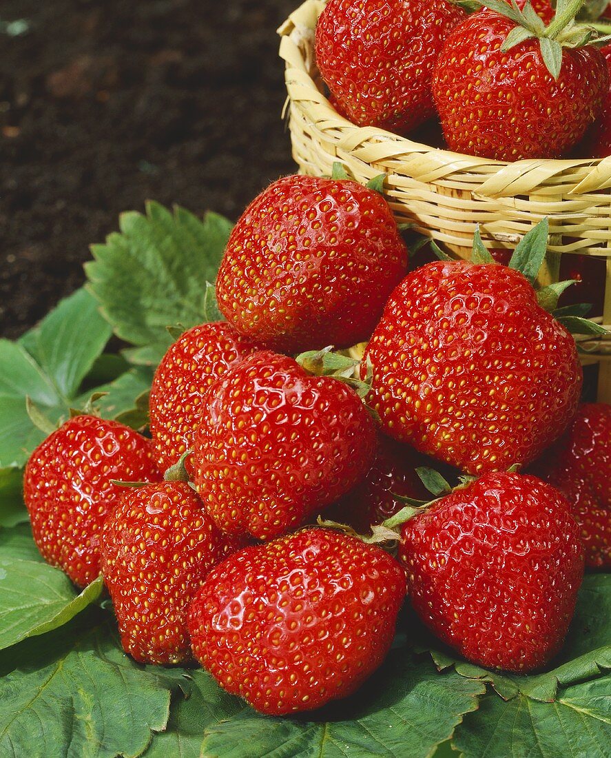 Erdbeeren der Sorte Gorella