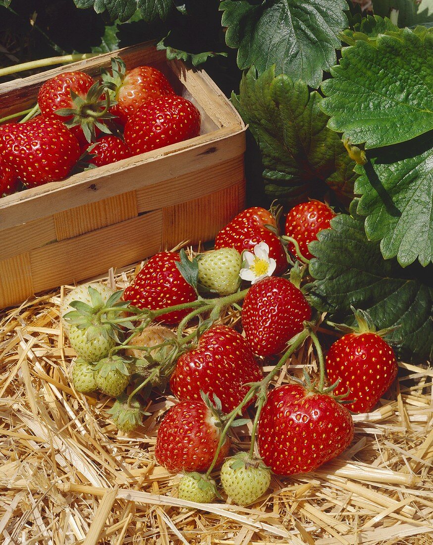 Erdbeeren der Sorte Induka