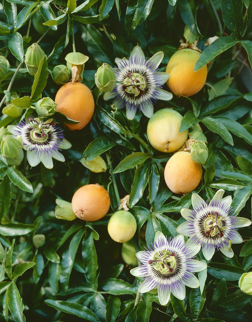 Passion flowers on the plant (Passiflora caerulea)