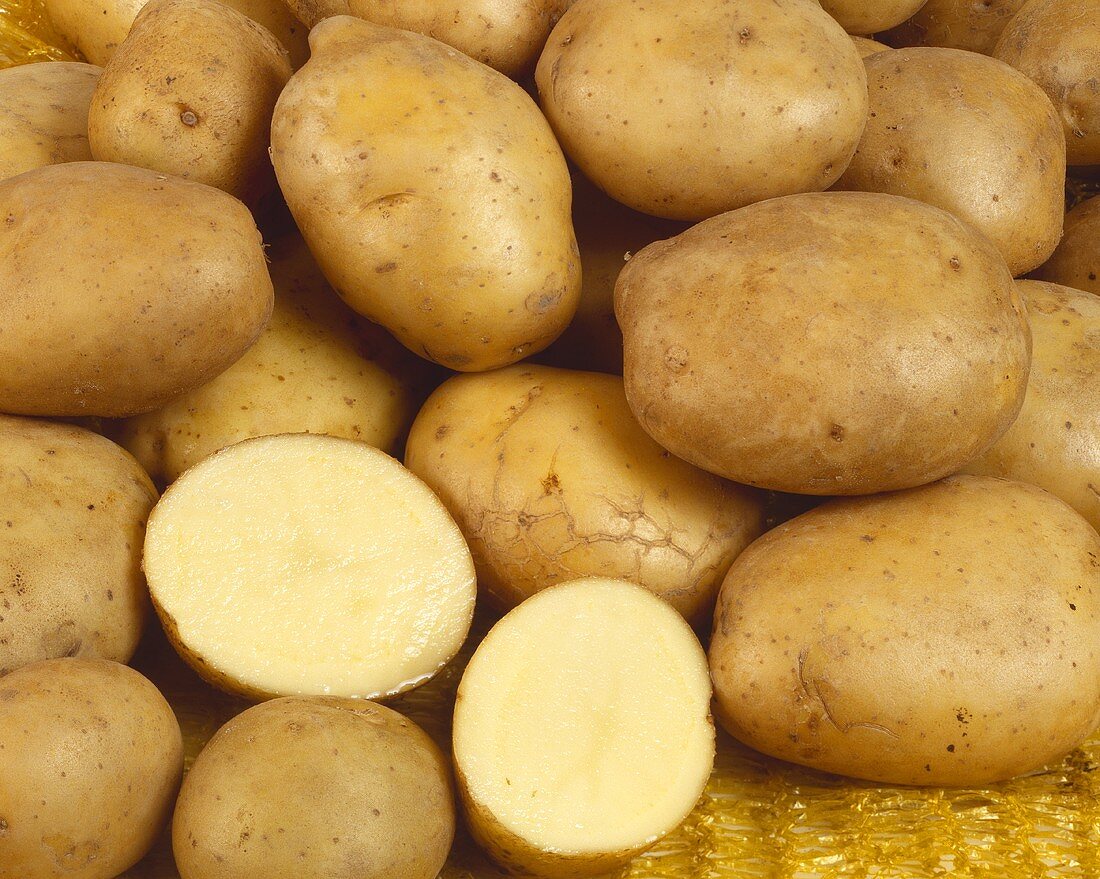 Kartoffeln der Sorte Gloria