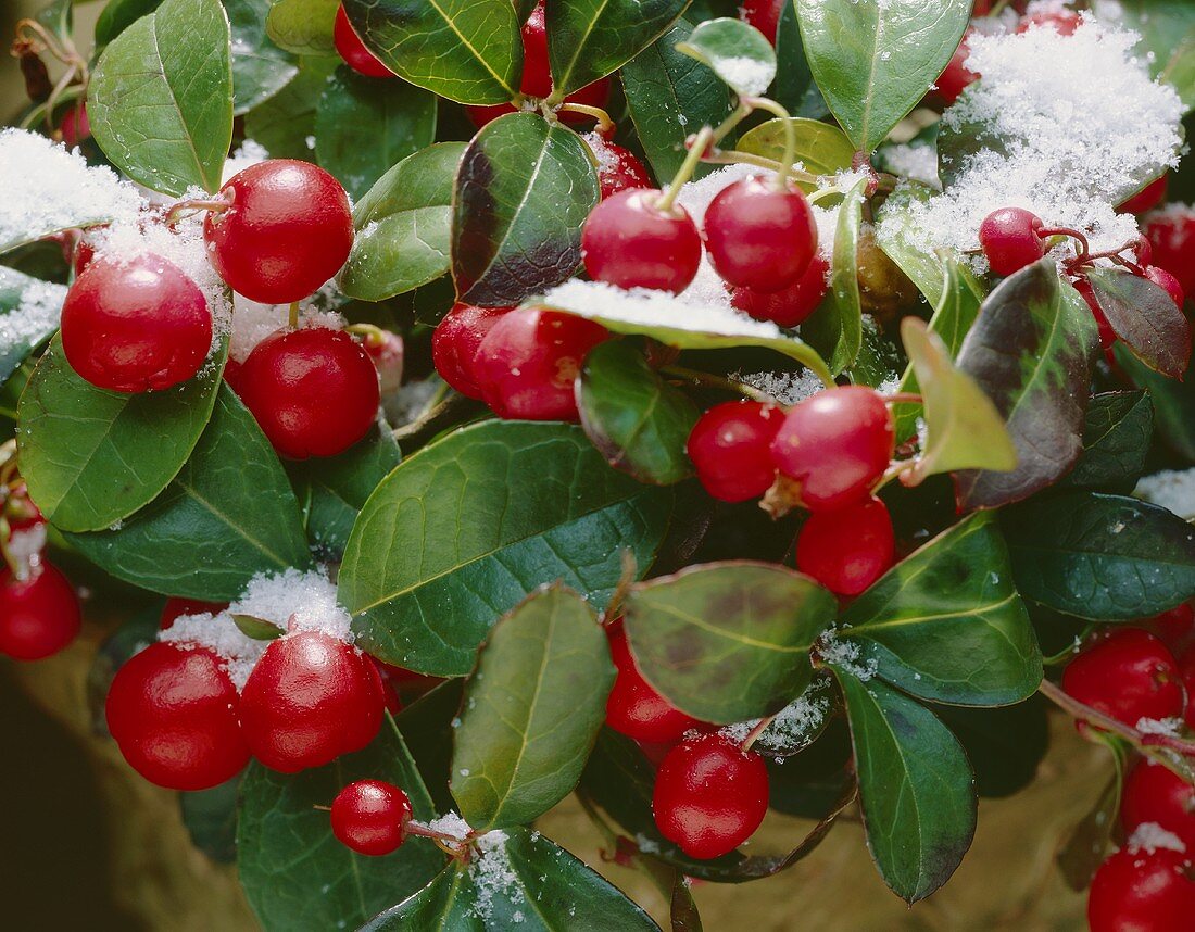 Checkerberry (Gaultheria procumbens)