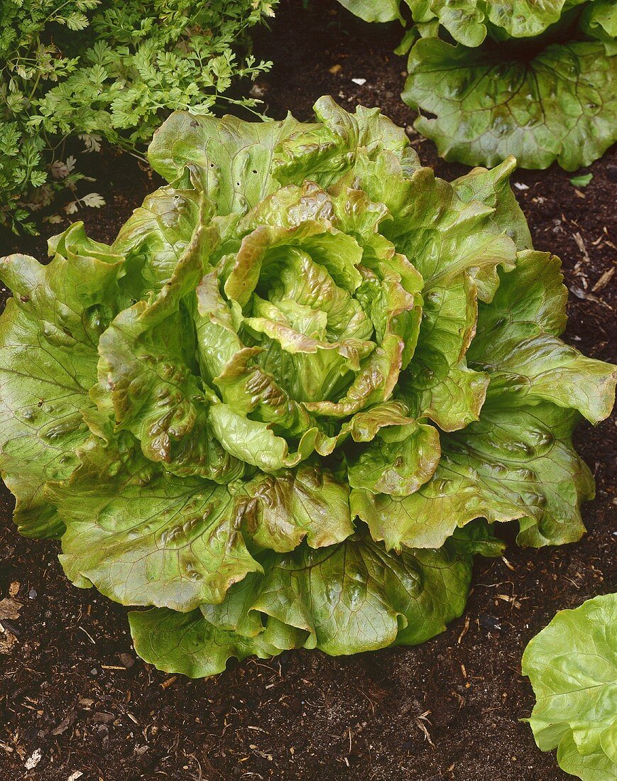 Lettuce 'Bon Jardinier' in salad bed