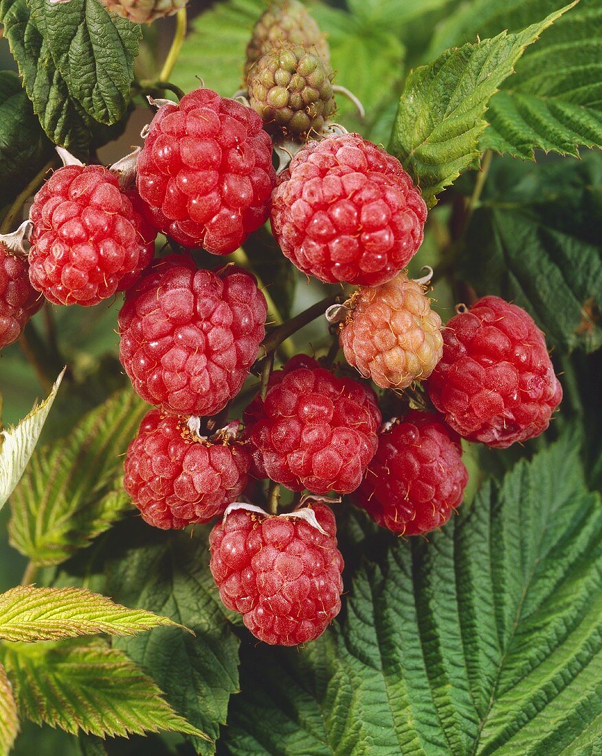 Raspberries, variety 'Lloyd George', on the plant