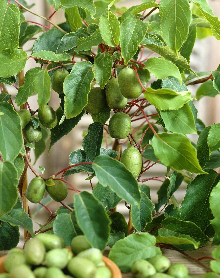 Baby kiwis