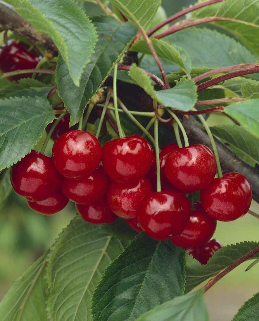 Cherries on the tree