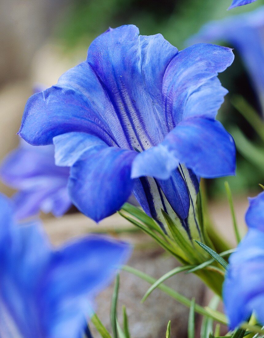 Gentian (Gentiana sino-ornata)