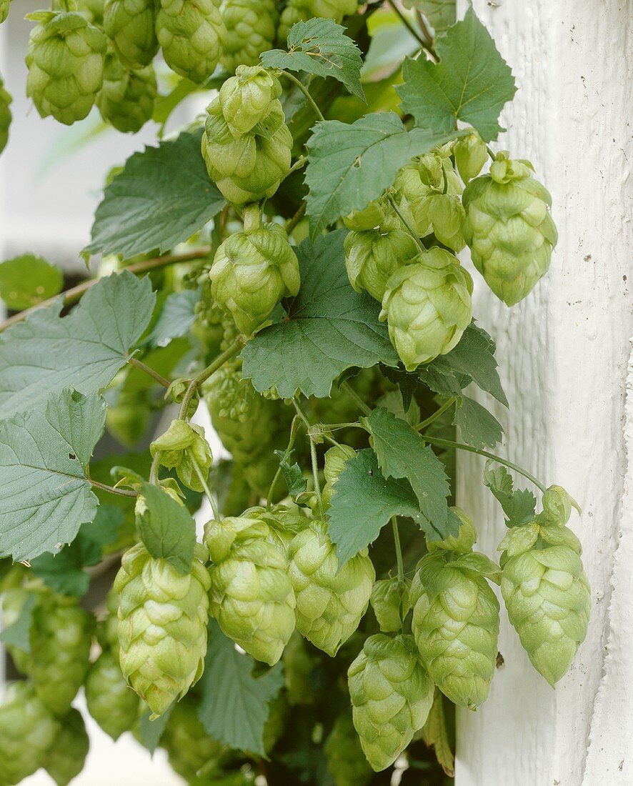 Hops on the vine