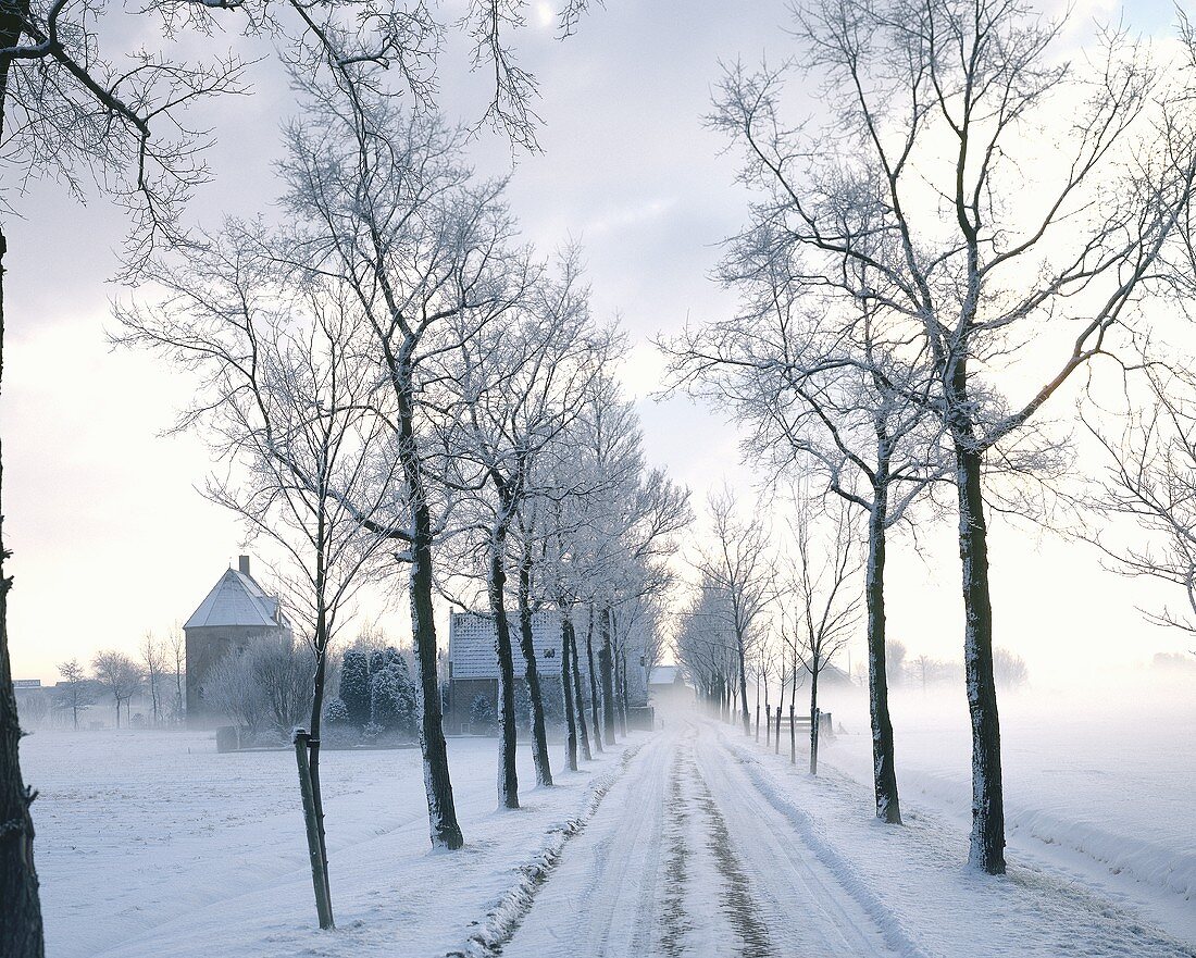 Winter landscape with avenue of trees