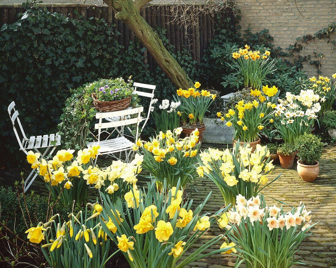 Frühlingsgarten mit blühenden Narzissen