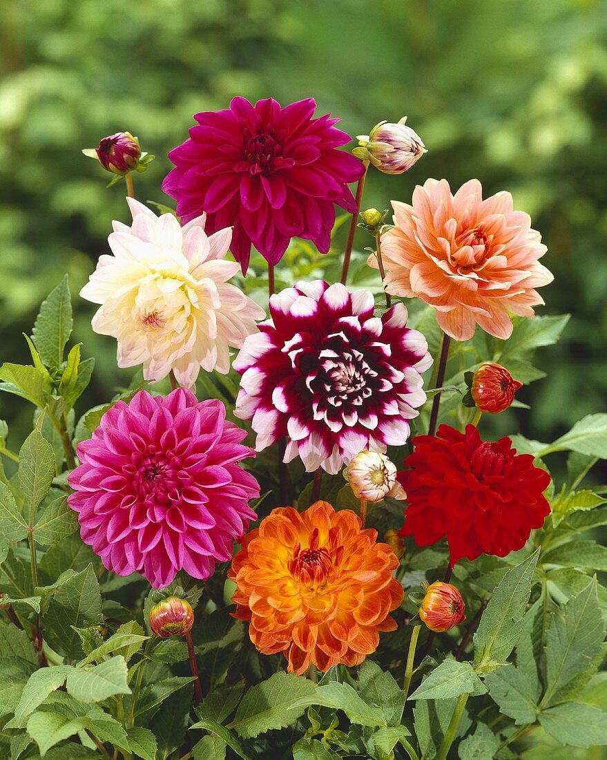 Bunch of dahlias