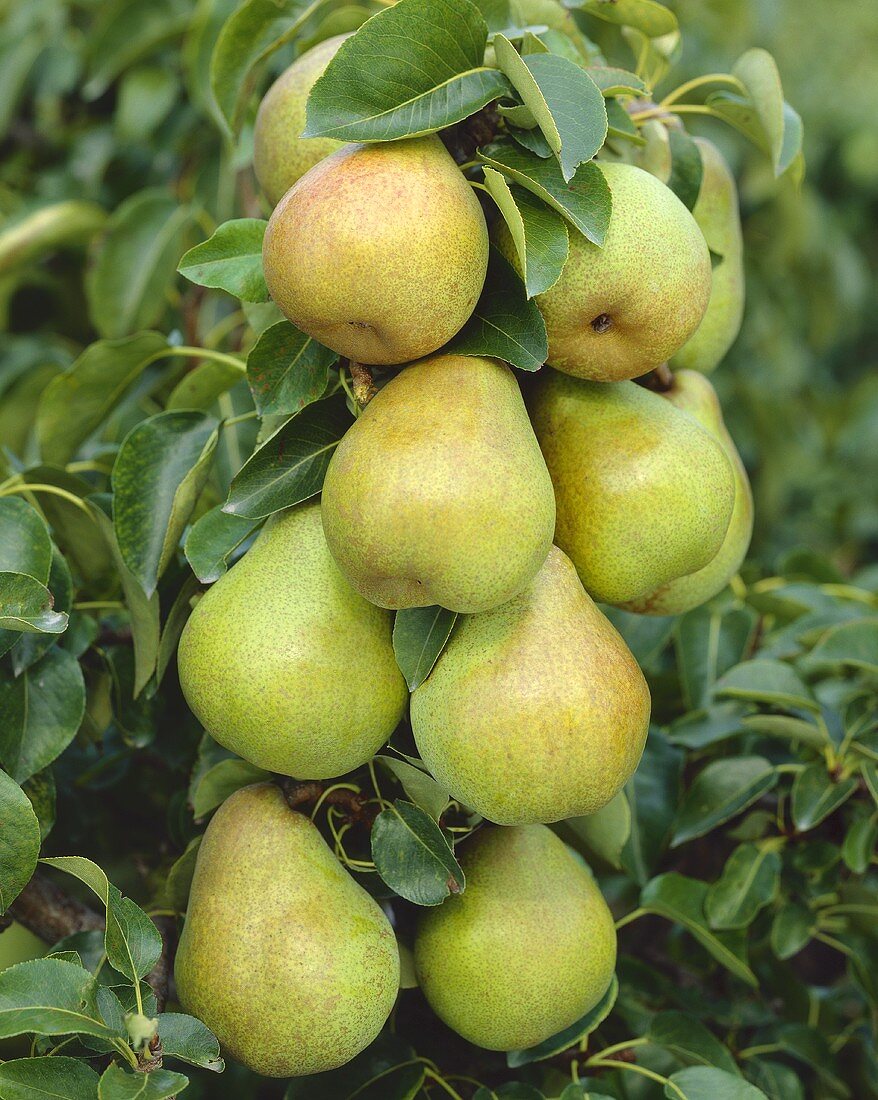 Doyenne-Birnen am Baum