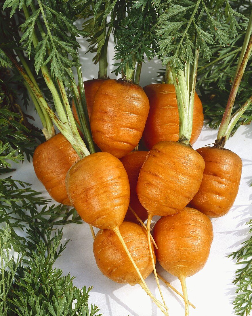 Round carrots, variety 'Parisienne'