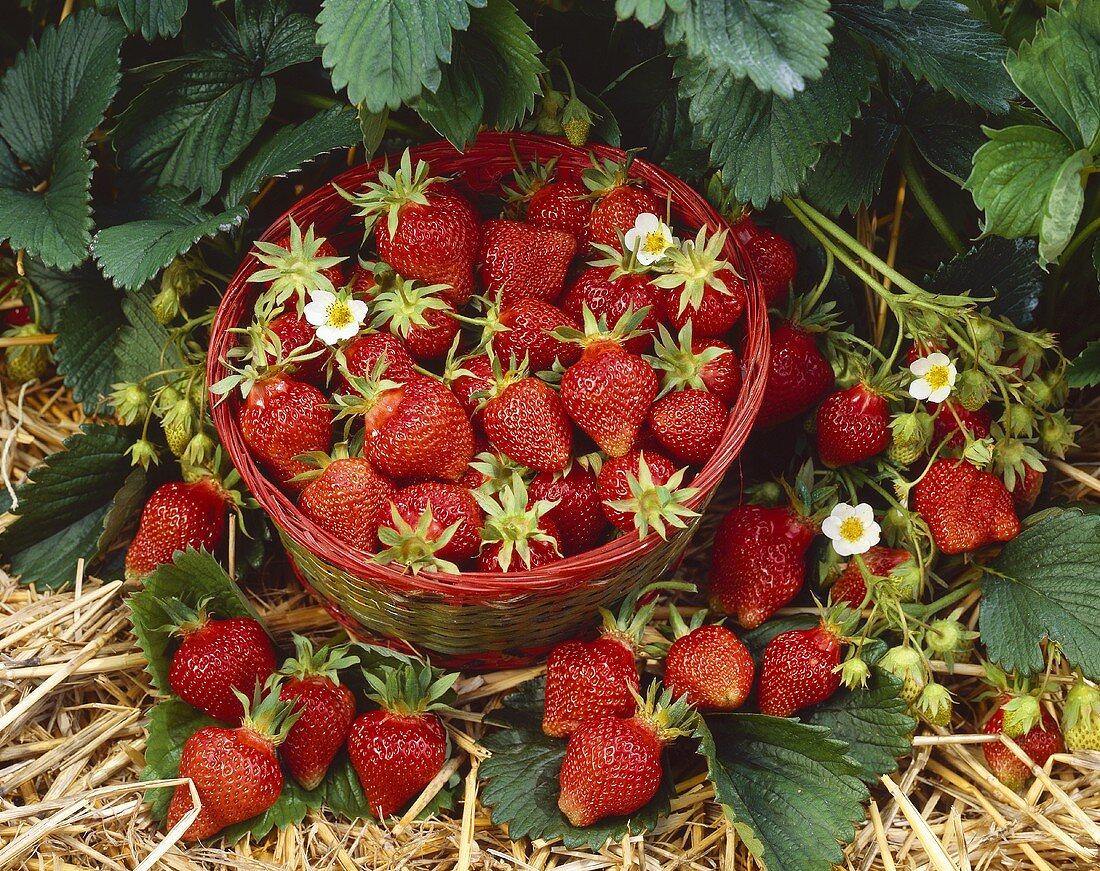 Frisch gepflückte Erdbeeren im Körbchen